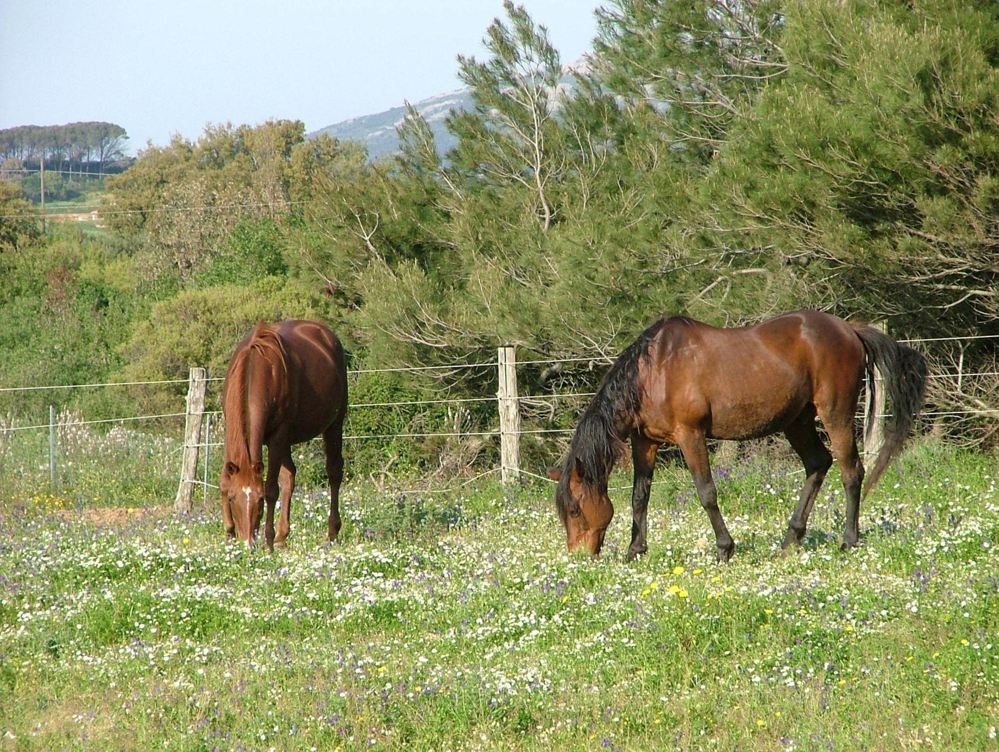 Agriturismo Sa Perda Marcada Arbus Dış mekan fotoğraf
